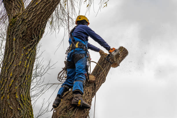 Best Tree Trimming and Pruning  in Ventnor City, NJ