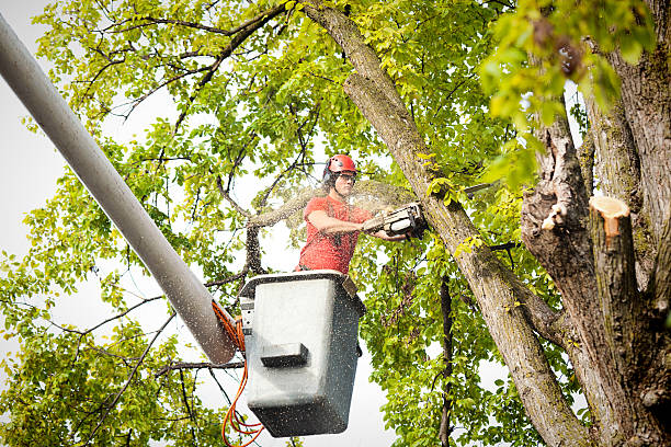 How Our Tree Care Process Works  in  Ventnor City, NJ