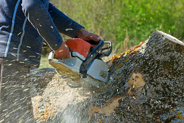 Reliable Ventnor City, NJ Tree Care Services Solutions